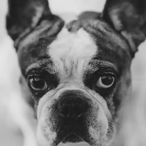 LUDWIG